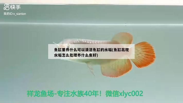 龍魚魚缸過濾：如何選擇適合龍魚的濾材，龍魚缸水質(zhì)維護(hù)技巧 龍魚百科 第5張