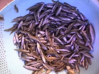 龍魚喂活食：龍魚活食和凍干飼料的安全處理方法 龍魚百科 第4張