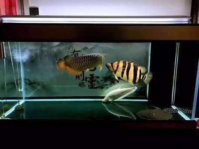 紅龍魚水溫32度可以嗎：紅龍魚水溫32度是不適宜的 紅龍魚百科 第4張