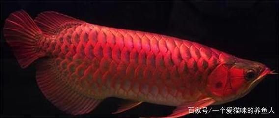 紅龍魚水溫32度可以嗎：紅龍魚水溫32度是不適宜的 紅龍魚百科 第5張