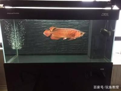 紅龍魚要多大的魚缸養(yǎng) 紅龍魚百科 第3張