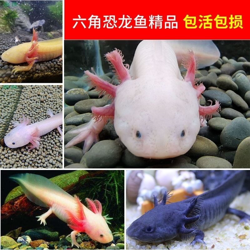 龍魚(yú)一天不打氧沒(méi)事吧：龍魚(yú)一天不打氧會(huì)有危險(xiǎn)嗎？