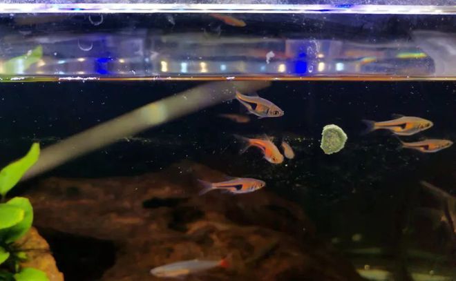 魚缸底層魚推薦：幾種適合飼養(yǎng)在魚缸底層的魚類 魚缸百科 第3張