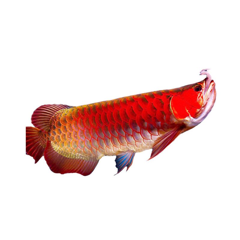 印尼鳳凰紅龍魚：印尼鳳凰紅龍魚市場價格 紅龍魚百科 第5張