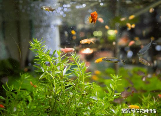 能在魚缸里養(yǎng)的花：魚缸養(yǎng)花與室內(nèi)濕度關(guān)系， 魚缸百科 第2張