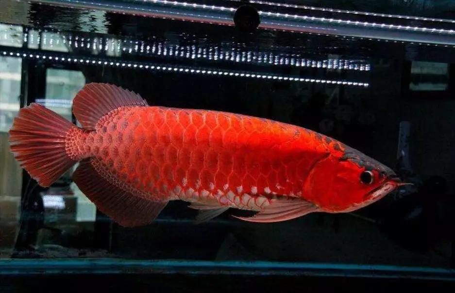 龍魚(yú)燈什么顏色好一點(diǎn)：如何選擇適合的龍魚(yú)燈顏色 龍魚(yú)百科 第4張