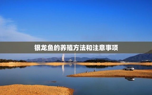 銀龍魚苗隔離觀察步驟：如何判斷銀龍魚苗健康狀況，銀龍魚苗常見疾病的預防方法 龍魚百科 第1張