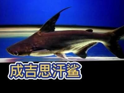 金龍魚的前世今生是誰：金龍魚前世今生 水族問答