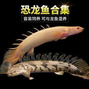 龍魚的虎斑是什么：如何挑選優(yōu)質(zhì)虎斑龍魚？