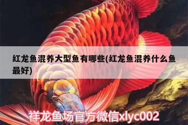 紅龍魚能和什么魚混養(yǎng)一起：如何與紅龍魚混養(yǎng) 紅龍魚百科 第5張