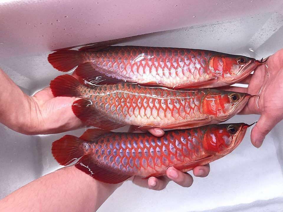 如何使紅龍魚(yú)過(guò)背：如何讓紅龍魚(yú)過(guò)背 紅龍魚(yú)百科 第2張