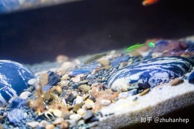 小佩魚缸測(cè)評(píng)：小佩起源紀(jì)智能魚缸mini 魚缸百科 第4張