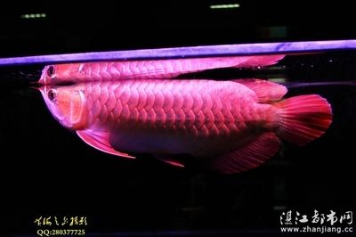 紅龍魚芯片用什么掃描：紅龍魚的芯片辨別技巧