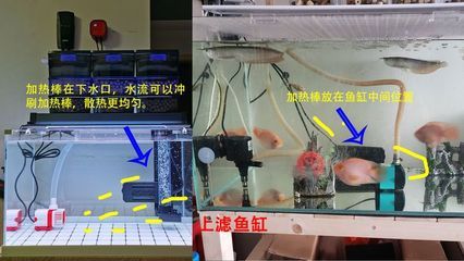 魚缸加熱器出現(xiàn)ee怎么解決：如何預(yù)防魚缸加熱器過(guò)熱 魚缸百科 第3張