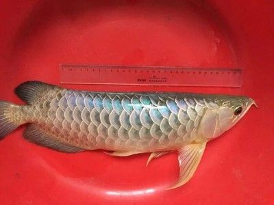 龍魚浮頭治療方法 龍魚百科 第5張