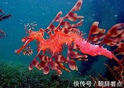 龍魚有刺嗎？：如何去除龍魚刺，龍魚刺少的品種推薦 龍魚百科 第4張