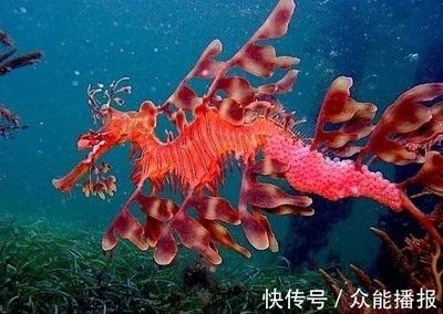 龍魚有刺嗎？：如何去除龍魚刺，龍魚刺少的品種推薦 龍魚百科 第5張