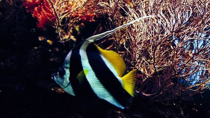 紅龍魚喂食麥穗魚：紅龍魚最佳飼料搭配,麥穗魚消毒方法詳解 紅龍魚百科 第2張