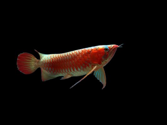 印度尼西亞紅龍魚(yú)價(jià)格多少一條：印度尼西亞紅龍魚(yú)價(jià)格 紅龍魚(yú)百科 第5張