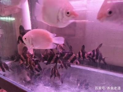 魚缸殺菌消毒劑：魚缸殺菌消毒劑使用方法和注意事項(xiàng) 魚缸百科 第2張