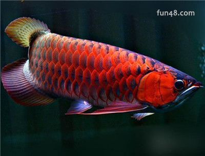 紅龍魚兜嘴是什么樣子：紅龍魚兜嘴是一種需要關(guān)注的問題，紅龍魚兜嘴對健康的影響 紅龍魚百科 第4張