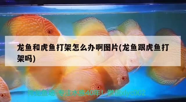 龍魚和虎魚打架嗎：如何判斷龍魚虎魚爭斗