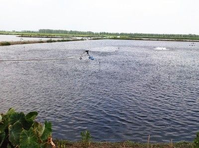 金龍魚的水溫多少度最好：金龍魚的理想水溫是多少度？ 水族問答 第1張