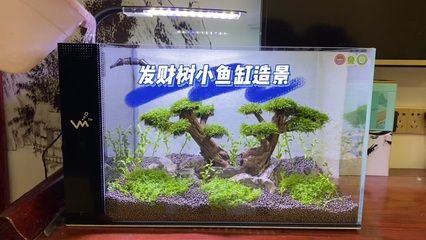 江森水族魚(yú)缸是品牌嗎知乎：江森水族與森森sunsun對(duì)比