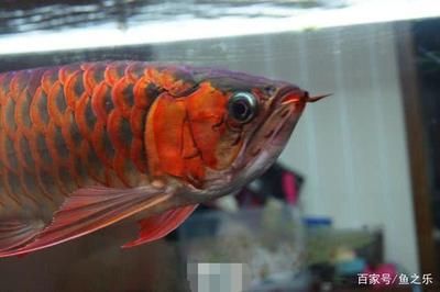 紅龍魚(yú)用什么顏色的背景好：紅龍魚(yú)的背景顏色選擇適合的背景顏色，紅龍魚(yú)的選擇 紅龍魚(yú)百科 第4張