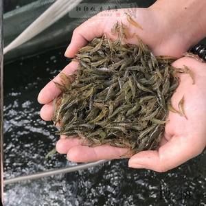 龍魚一般多久喂一次龜糧：龍魚的喂食頻率需根據(jù)其生長階段進行適當(dāng)調(diào)整 龍魚百科 第5張