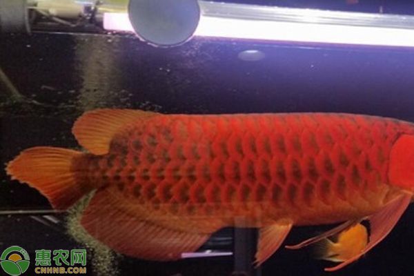 龍魚可以吃飼料嗎怎么喂：成年龍魚飼料選擇和喂養(yǎng)方法對其健康和生長至關(guān)重要