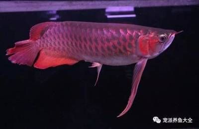 龍魚老頭魚還能長大嗎：關(guān)于“老頭魚還能長大嗎”的直接答案