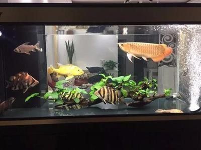 龍魚的缸要多大：龍魚缸內(nèi)植物配置建議,龍魚缸過(guò)濾系統(tǒng)選擇指南,龍魚缸清潔頻率及方法