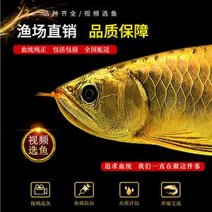 金龍魚大還是紅龍魚大：金龍魚與紅龍魚體型大小對(duì)比 紅龍魚百科 第5張