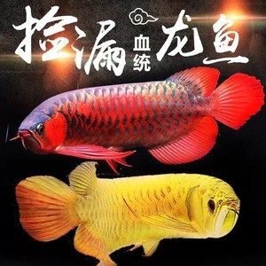 金龍魚大還是紅龍魚大：金龍魚與紅龍魚體型大小對(duì)比 紅龍魚百科 第3張