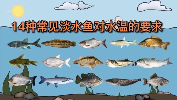 金龍魚的象征：關(guān)于金龍魚的5個疑問句 水族問答 第2張