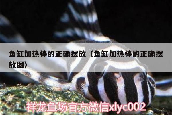 老漁匠魚缸加熱棒可以橫著放嗎：如何正確安裝魚缸加熱棒 魚缸百科 第2張