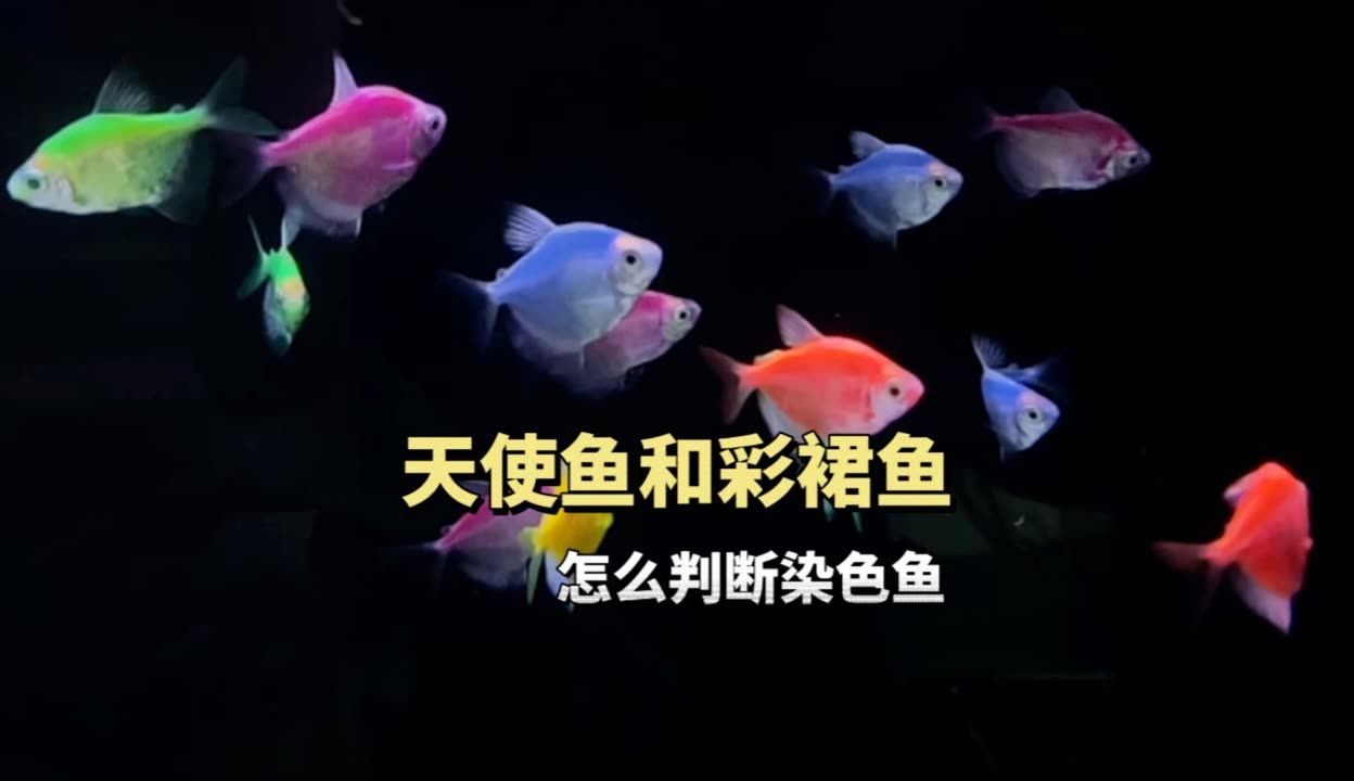 金龍魚的顏色變淺了：金龍魚的顏色變淺怎么辦 水族問答 第2張