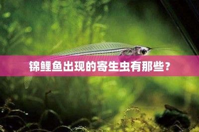 金龍魚的顏色變淺了：金龍魚的顏色變淺怎么辦 水族問答 第1張