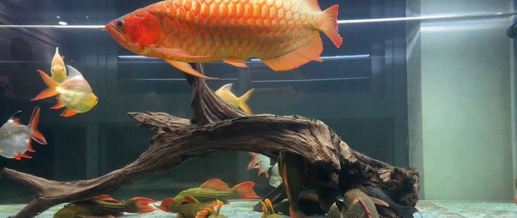 紅龍魚魚缸：紅龍魚魚缸布置技巧紅龍魚魚缸布置技巧紅龍魚魚缸光照需求