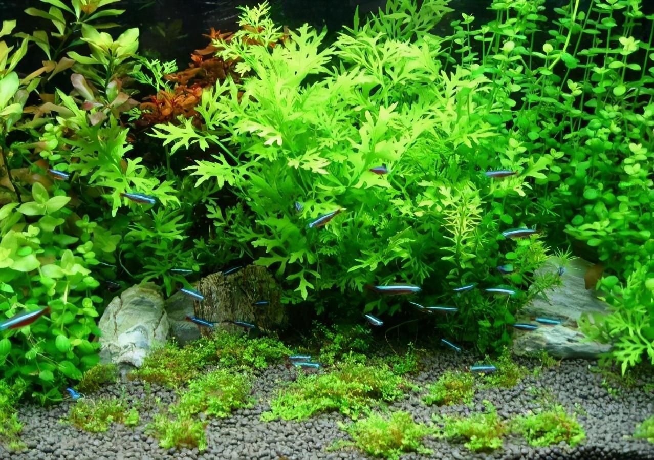 能在魚(yú)缸里生長(zhǎng)的植物：魚(yú)缸中種植的水生植物不僅能美化環(huán)境，還能美化水質(zhì) 魚(yú)缸百科 第3張