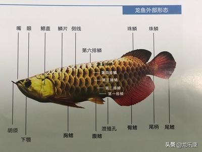 龍魚入門知識：關于龍魚的飼養(yǎng)和養(yǎng)護的全面指南 龍魚百科 第3張