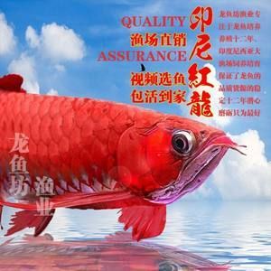 紅龍魚進口政策變動趨勢：關(guān)于紅龍魚的進口政策 紅龍魚百科 第4張