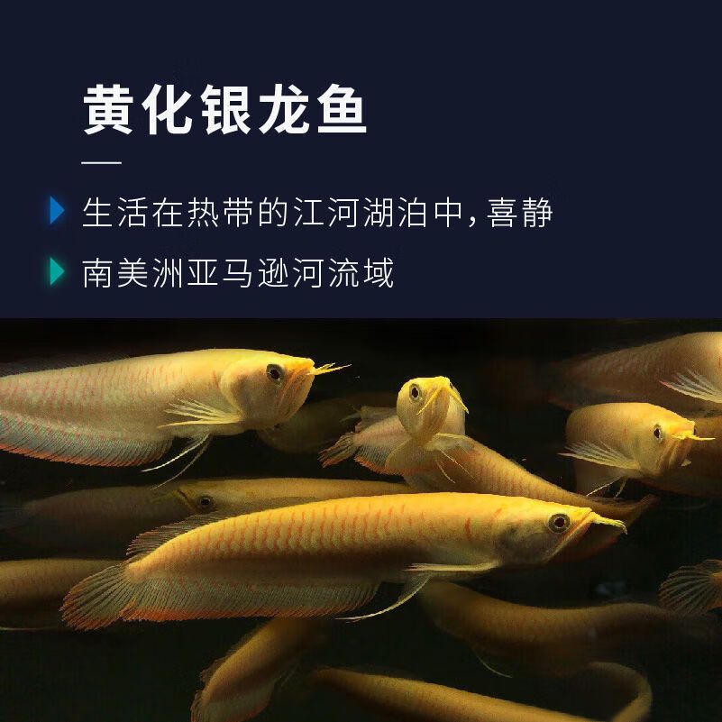 龍魚苗：如何判斷龍魚苗的健康狀況，龍魚苗飼養(yǎng)常見誤區(qū)