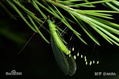 龍魚身上有小白點是什么蟲卵：龍魚白點病治療期間的注意事項龍魚白點病治療期間的注意事項