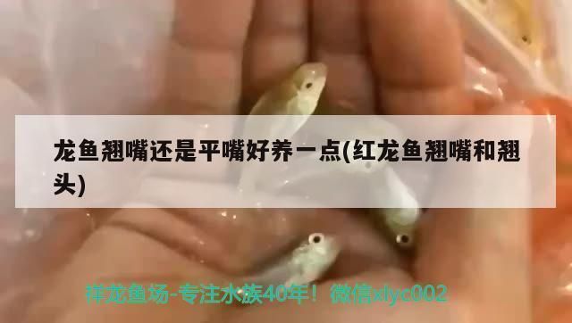 紅龍魚(yú)翹頭和翹嘴哪個(gè)好：紅龍魚(yú)翹頭和翹嘴是紅龍魚(yú)的兩種特殊品種，紅龍魚(yú)翹嘴的選購(gòu)技巧 紅龍魚(yú)百科 第2張