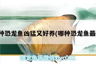 魚缸過(guò)濾器哪個(gè)品牌的質(zhì)量好：高質(zhì)量的魚缸過(guò)濾器品牌推薦 魚缸百科 第5張