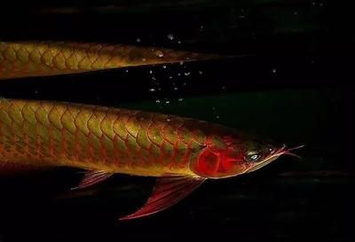 紅龍魚(yú)怕燈光怎么治：如何解決紅龍魚(yú)怕燈光的問(wèn)題 龍魚(yú)百科 第3張