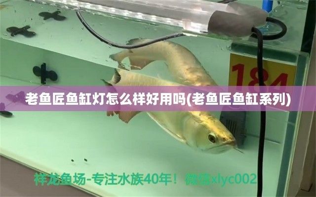 老魚匠魚缸為什么這么貴：老魚匠魚缸適合養(yǎng)哪些魚