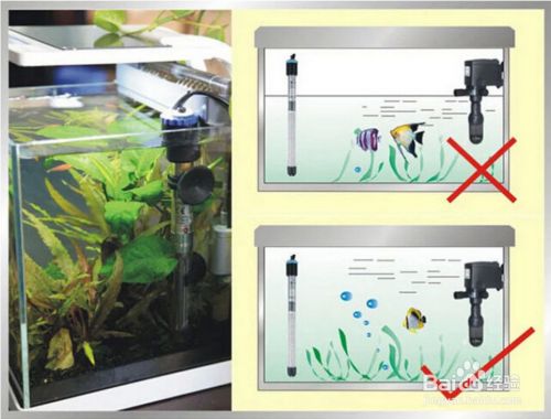 魚缸加熱棒怎么用？魚缸加熱棒使用注意事項(xiàng)：魚缸加熱棒正確使用方法和注意事項(xiàng)是確保魚類健康生長的關(guān)鍵 魚缸百科 第3張